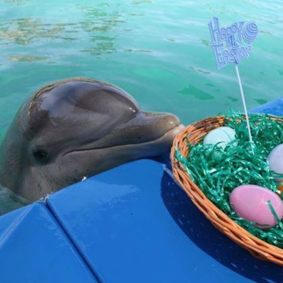 Meet your Posher, Jinev - Picture 1 of 1